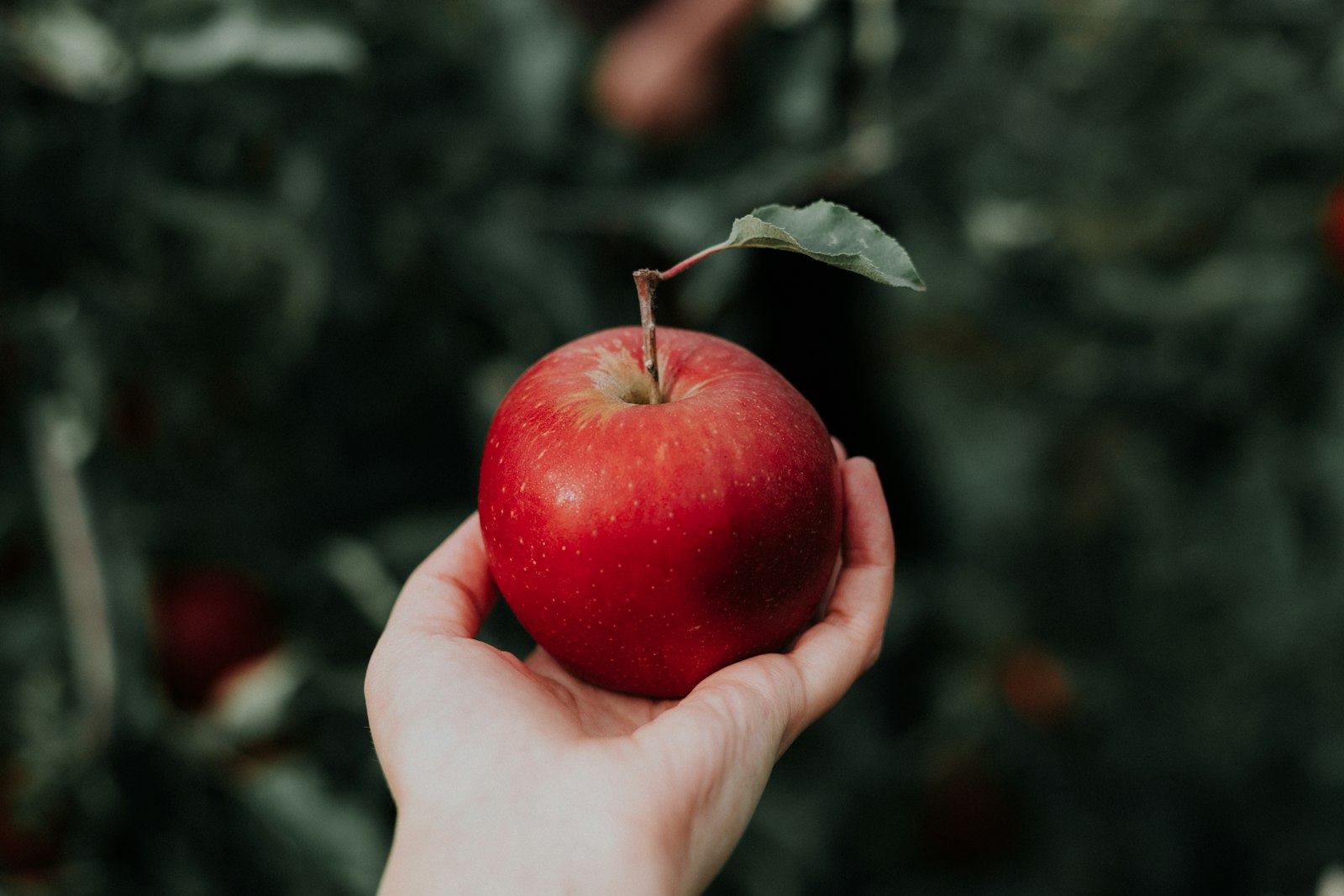 Freshly picked red apple held in a North Georgia orchard during apple season in Blue Ridge