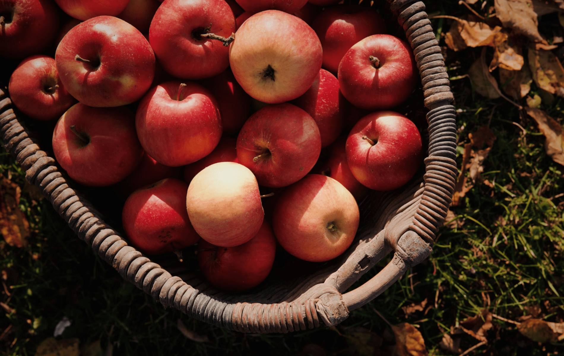 Apple orchard in the Blue Ridge Georgia mountains during fall harvest season
