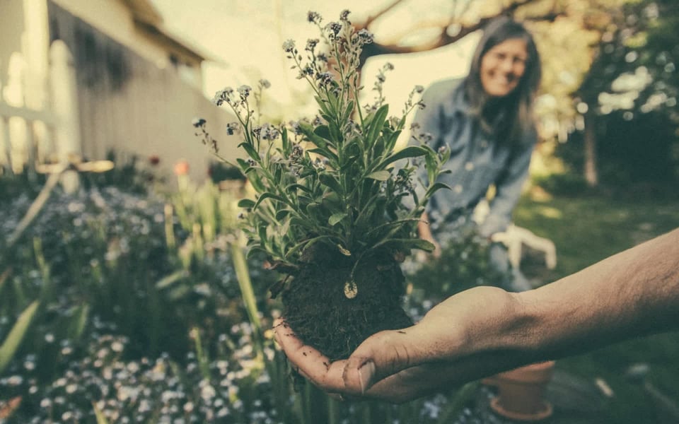 Landscaping boosting home aesthetic appeal and curb value