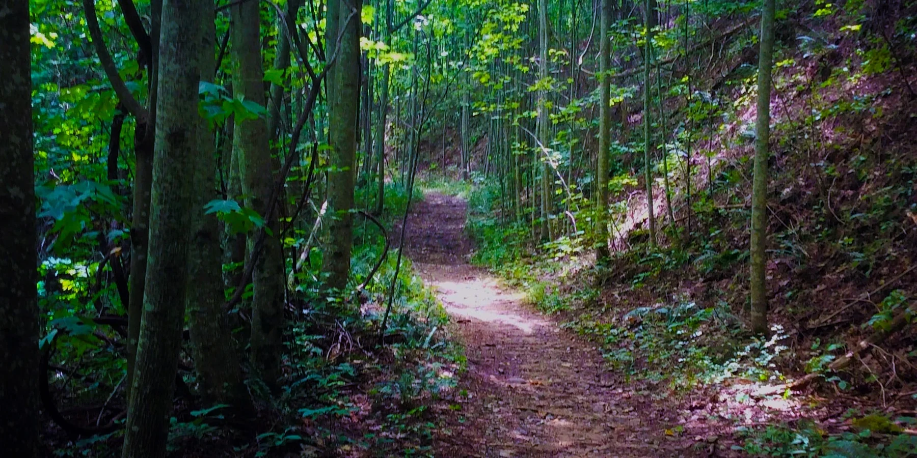 Aska Adventure Area, forest singletrack trail