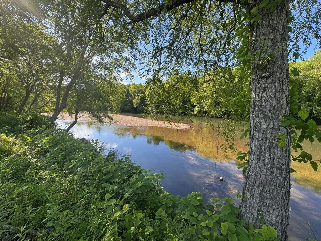 Wide creek flowing past a green bank under hardwood shade