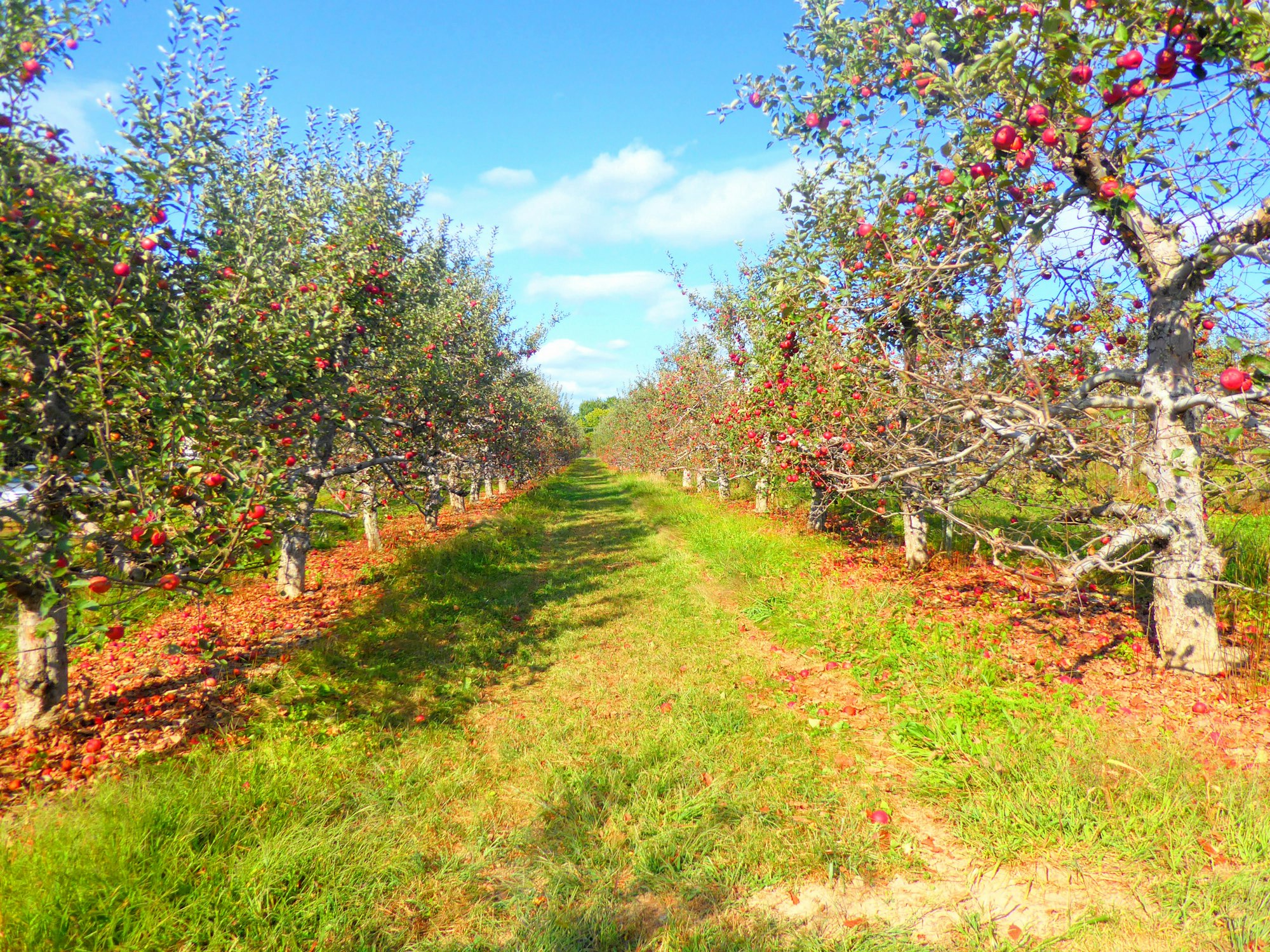Rows of apple trees heavy with red fruit in a mountain orchard