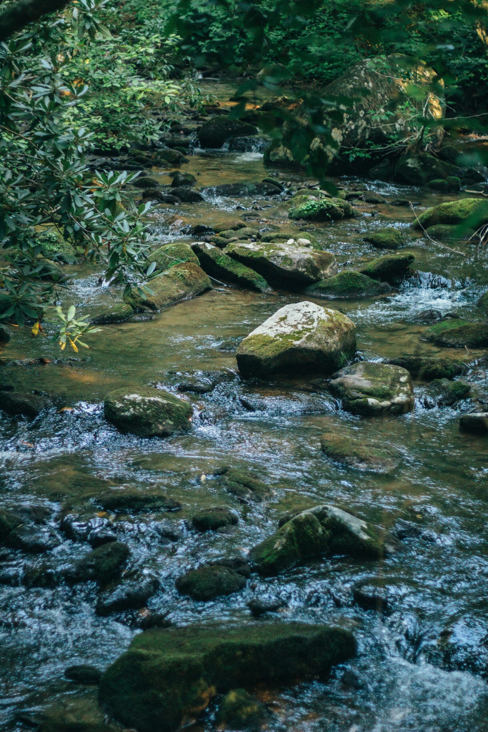 Clear mountain stream flowing over mossy rocks in Blue Ridge, Georgia