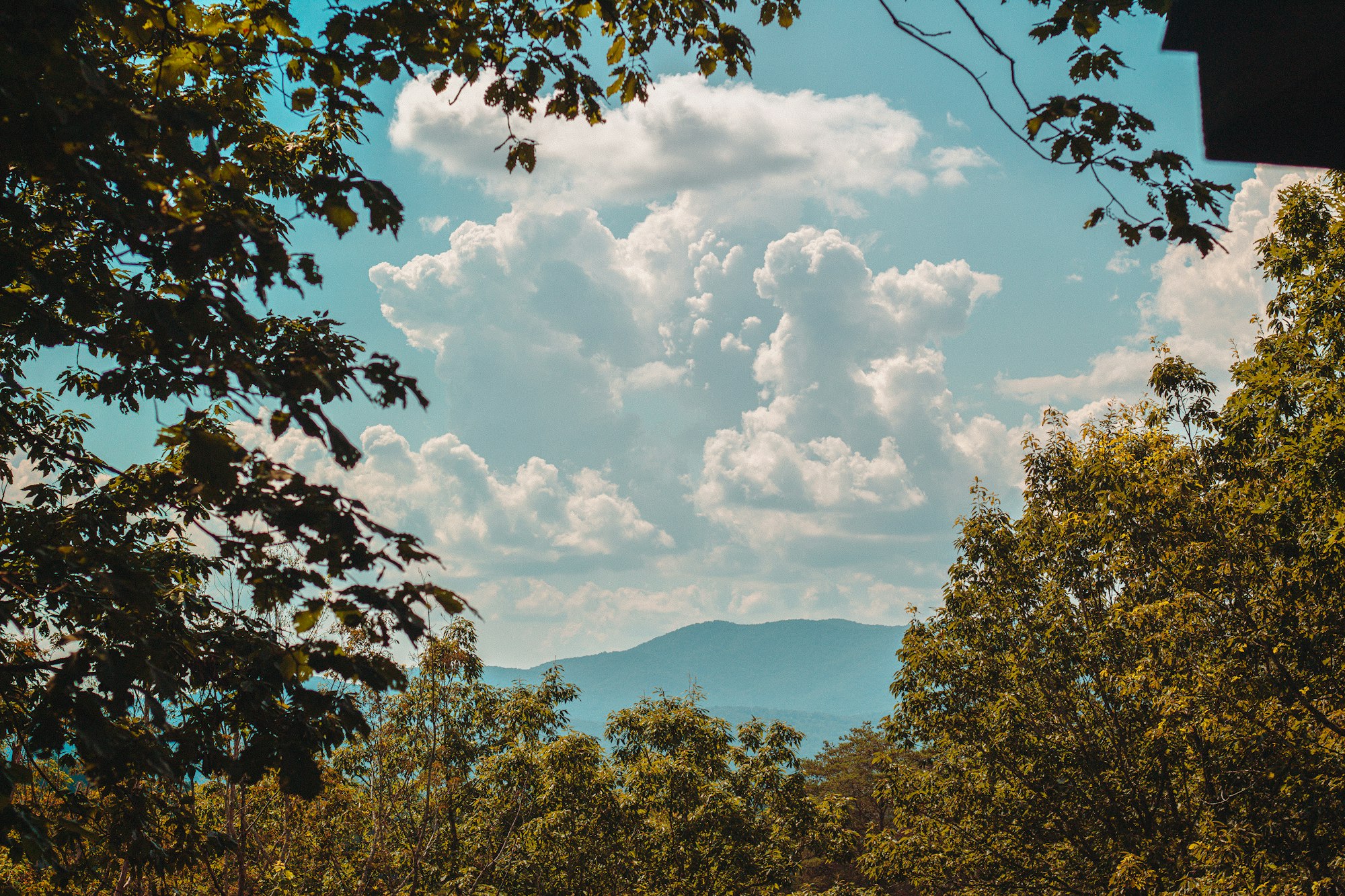 Long-range mountain view through the trees in Blue Ridge, Georgia