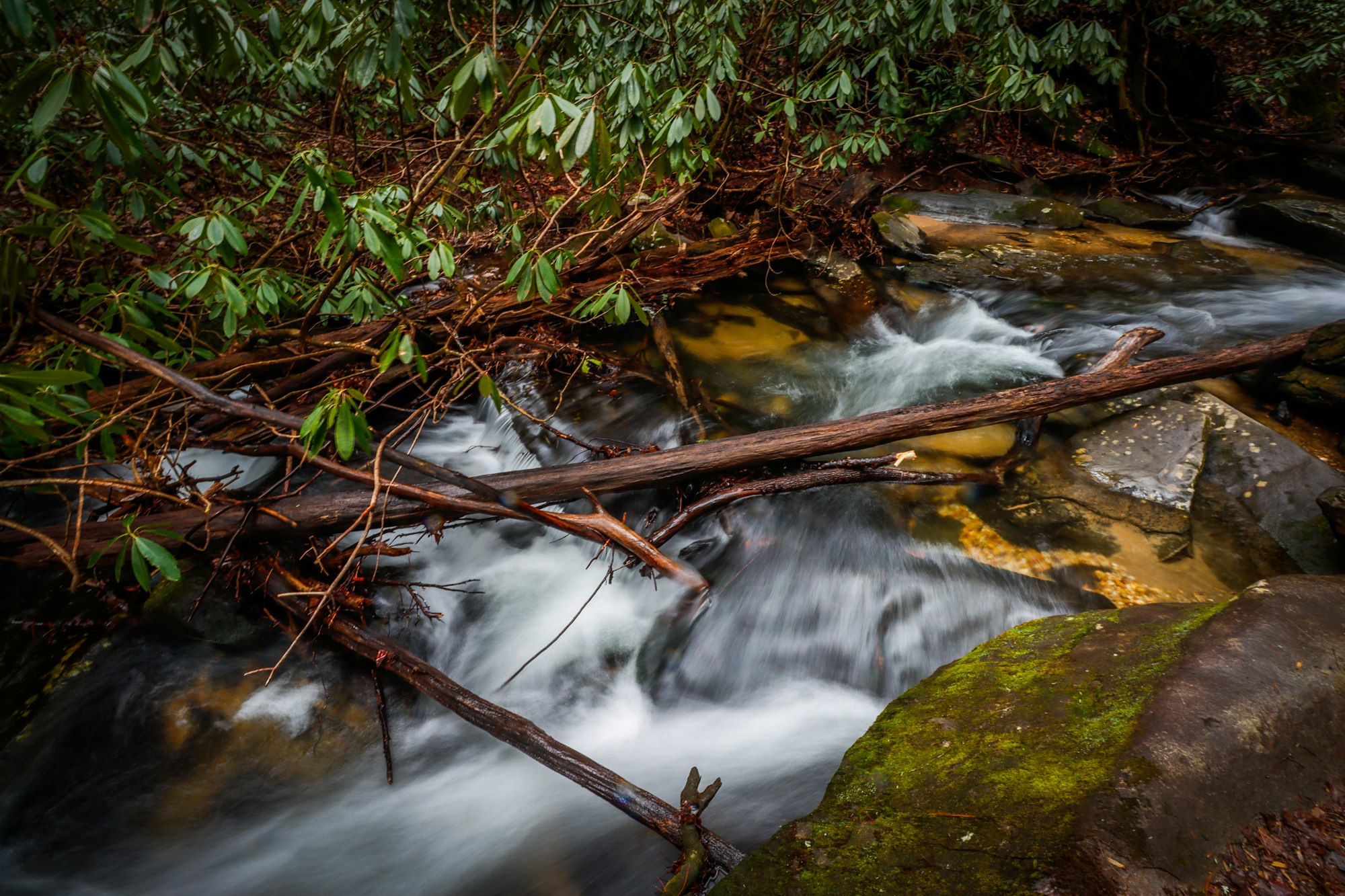 Rushing creek through rhododendron woods in the North Georgia mountains