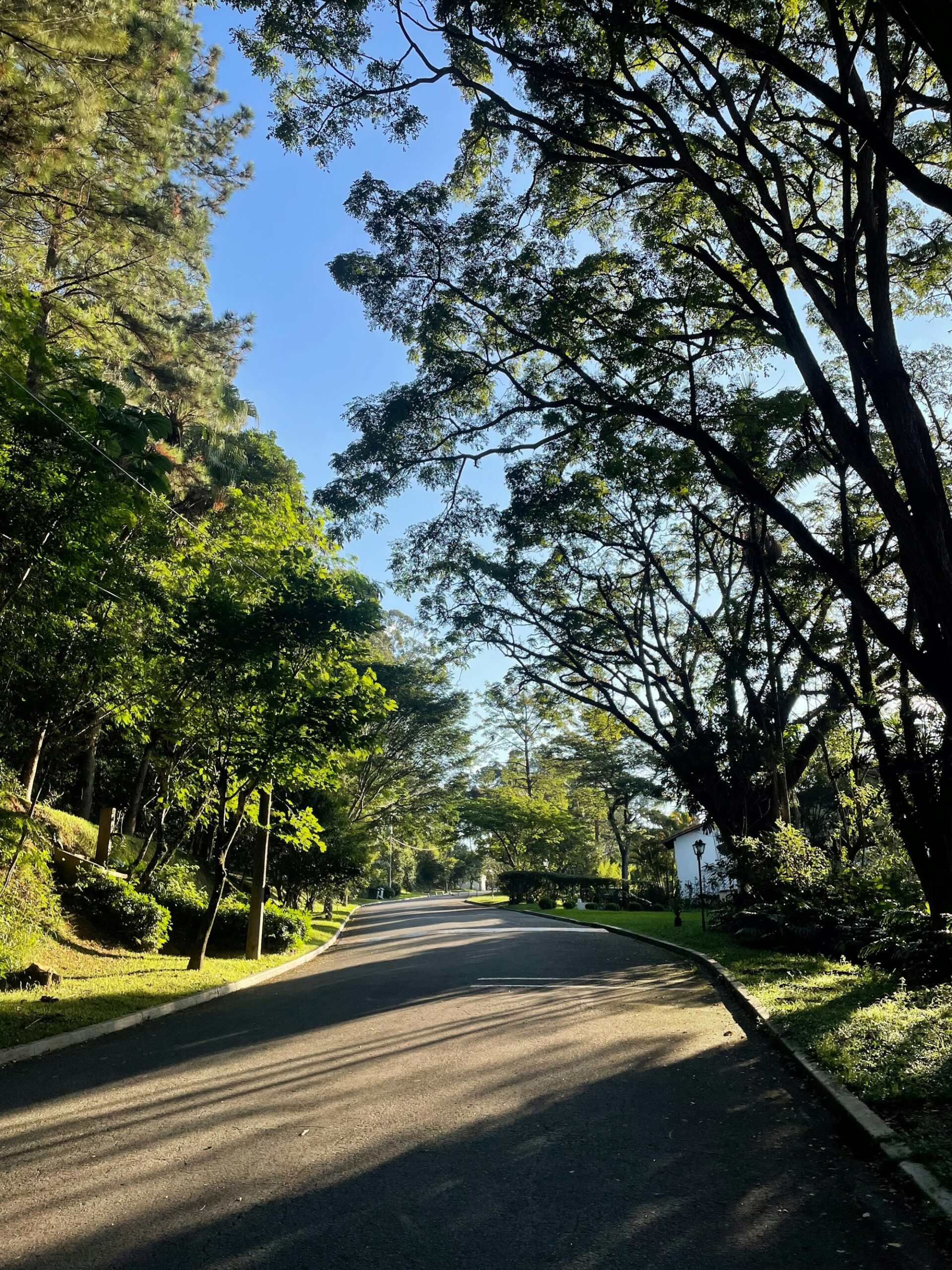 Sun-dappled paved road winding beneath a dense tree canopy