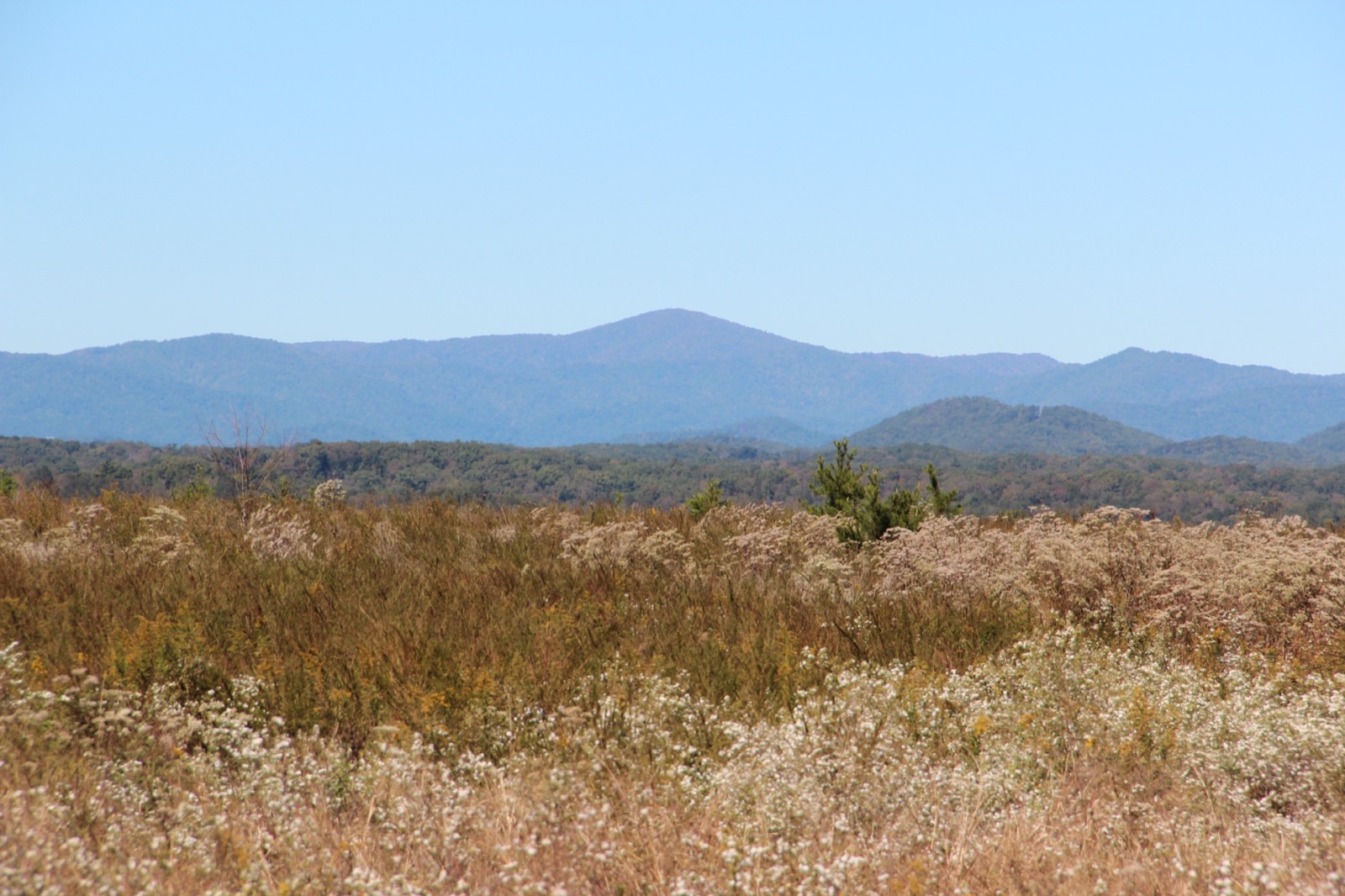 Blue ridgelines of Cowpen Mountain rising over a field of autumn wildflowers near Ellijay in the North Georgia mountains