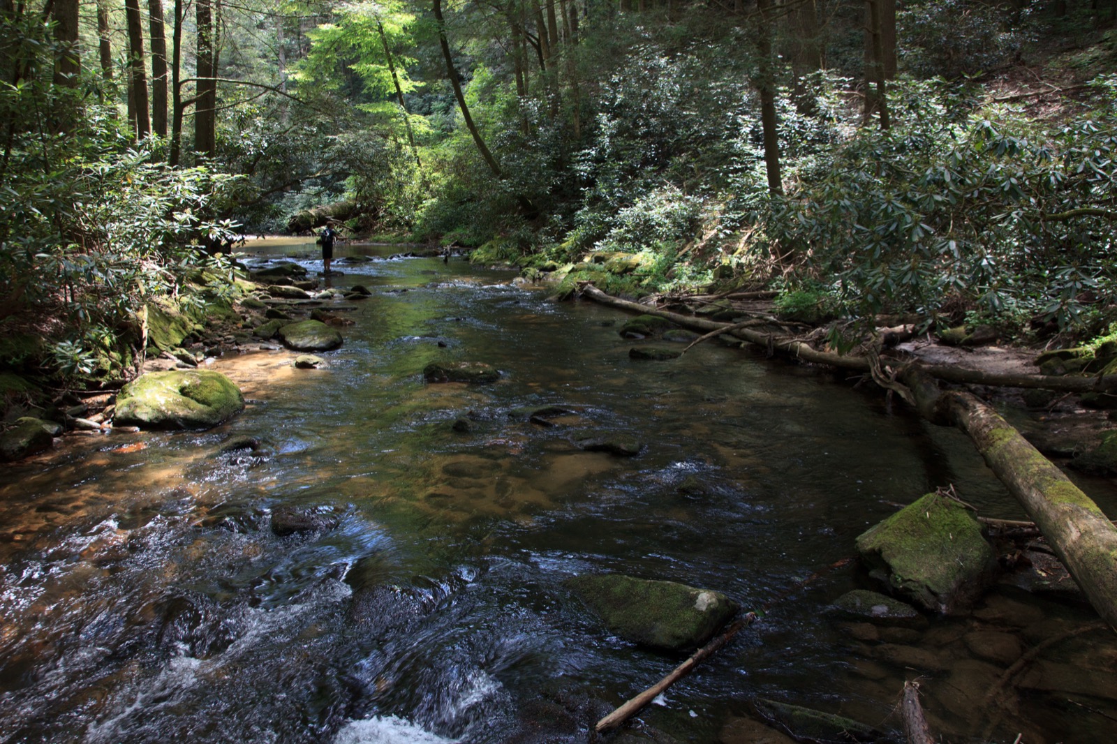Noontootla Creek running over mossy boulders through rhododendron and hardwood forest in Fannin County, Georgia