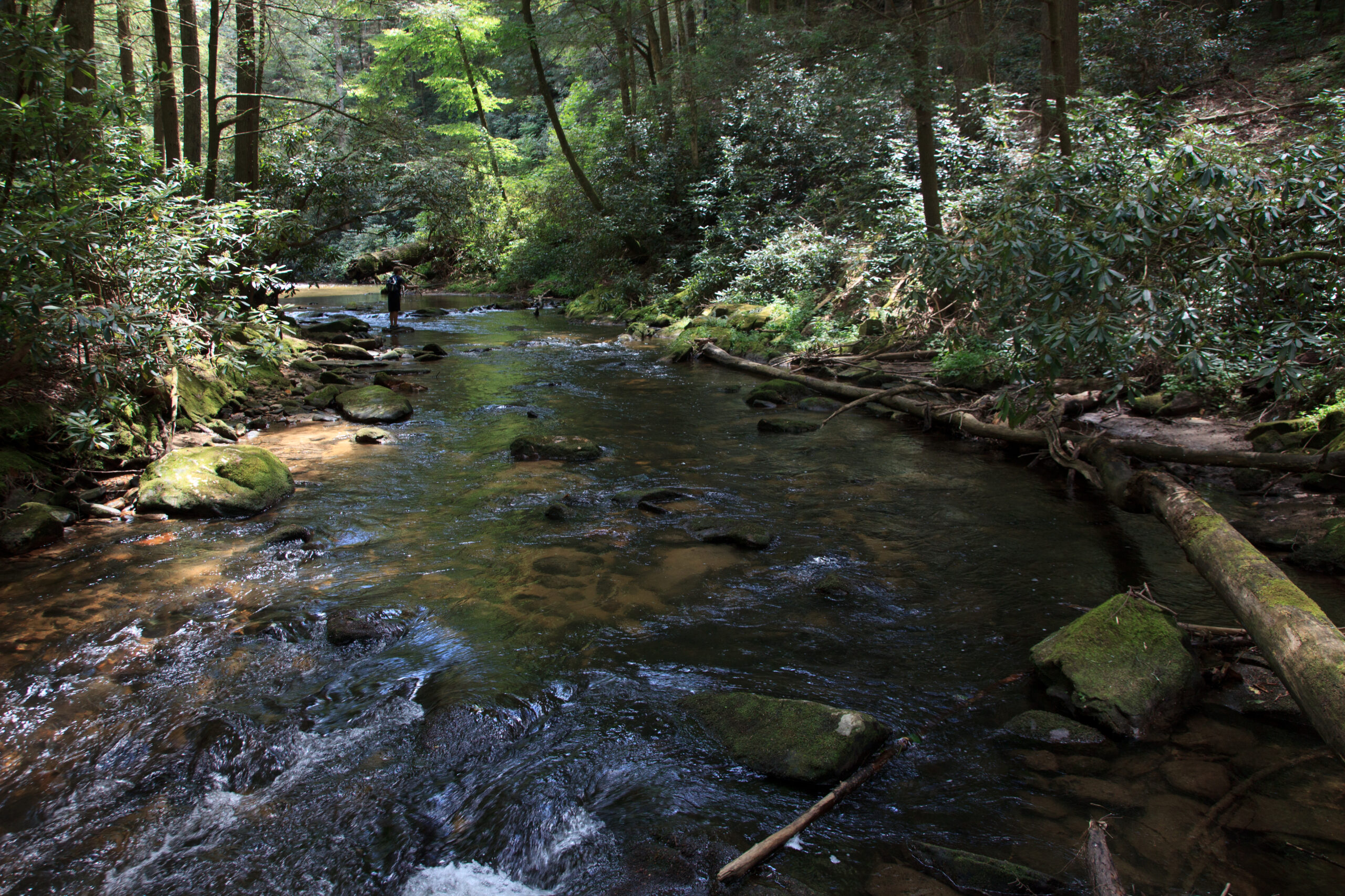 Noontootla Creek running through forest in Fannin County in the North Georgia mountains