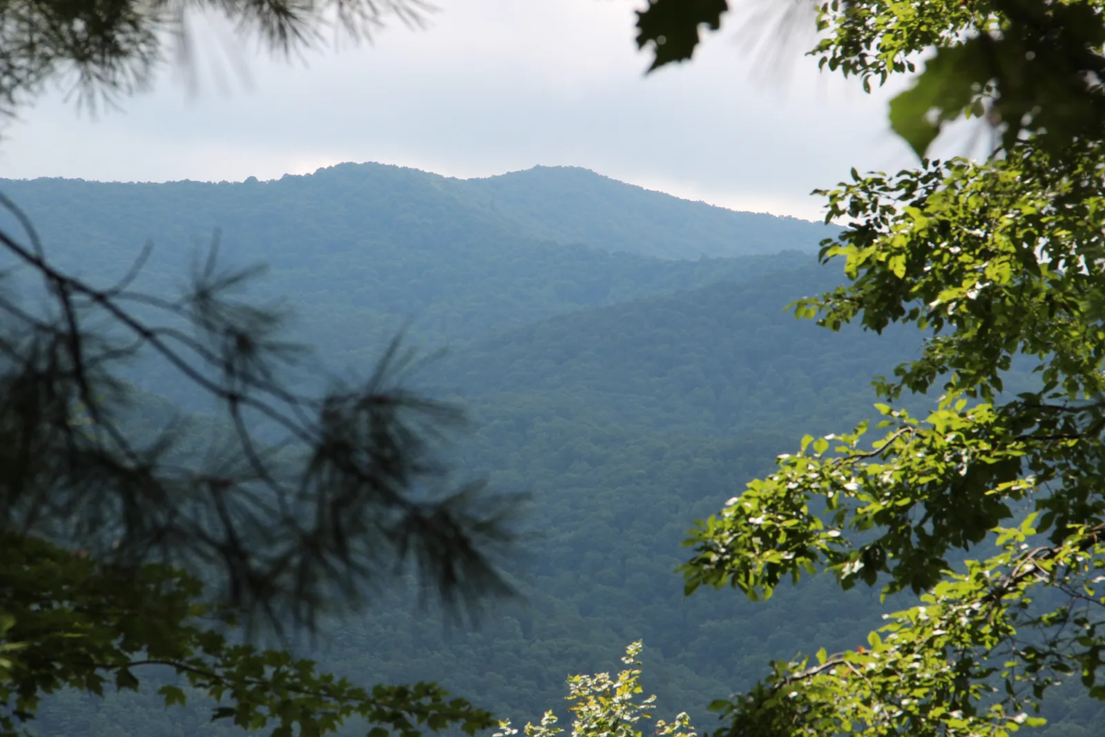 Forested ridges of Rocky Mountain in Gilmer County, Georgia, seen through pine and hardwood branches under a gray summer sky